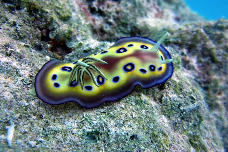 Nudibranquio