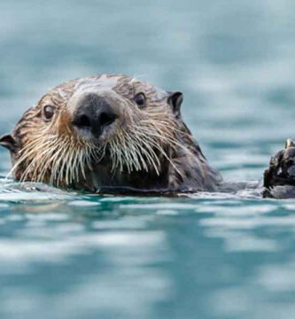 Nutria marina