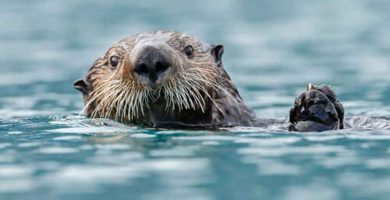 Nutria marina