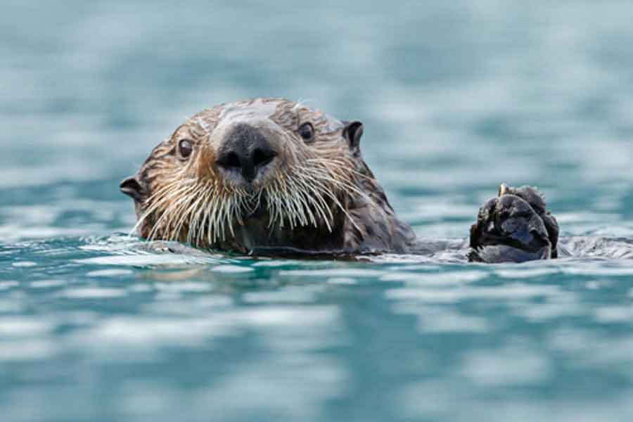 Nutria marina