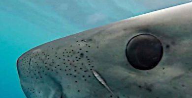 Ojos de tiburón