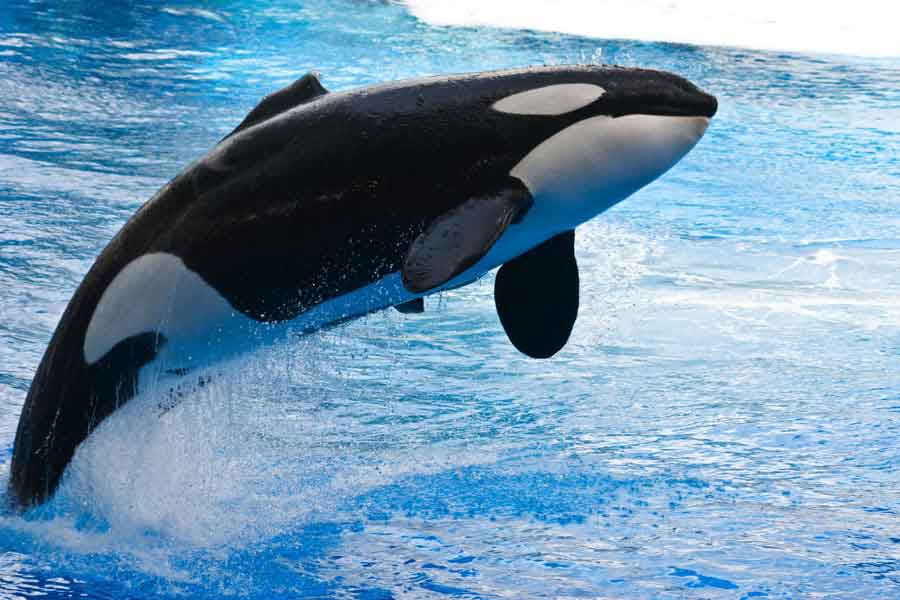 Orca