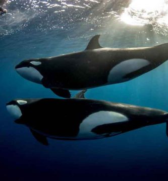 Orcas