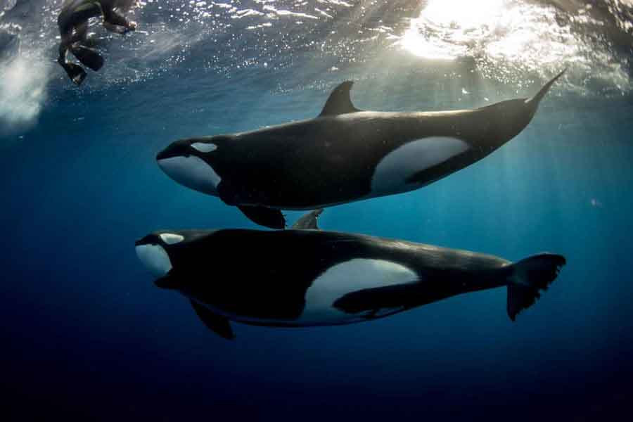 Orcas