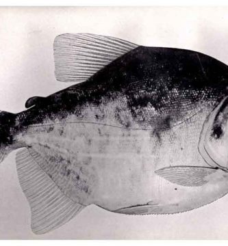 Pacú