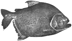 Serrasalmus marginatus. Palometa brava o Amarilla