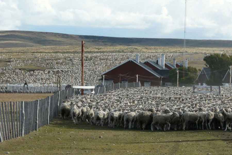 Cría de ovejas