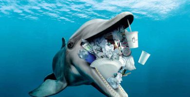 Delfines y desechos plásticos