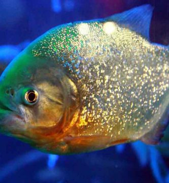 Piraña