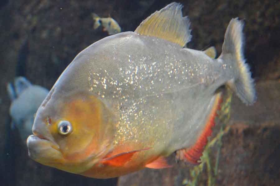 Piraña