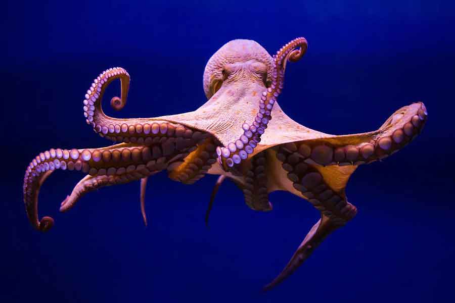 Pulpo