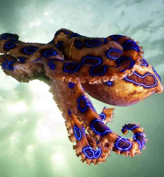 Pulpo de anillos azules