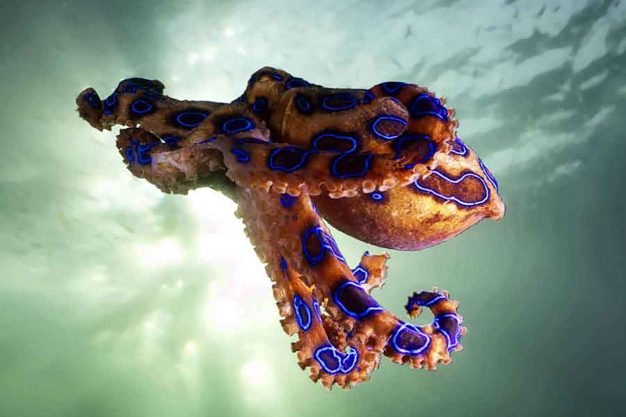 Pulpo de anillos azules