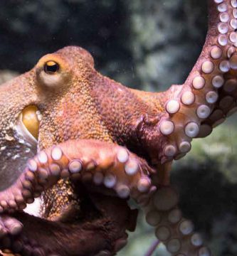 Pulpo