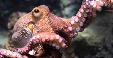 Pulpo