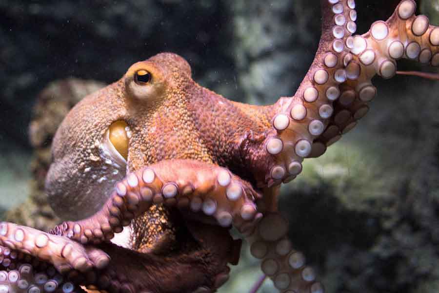 Pulpo