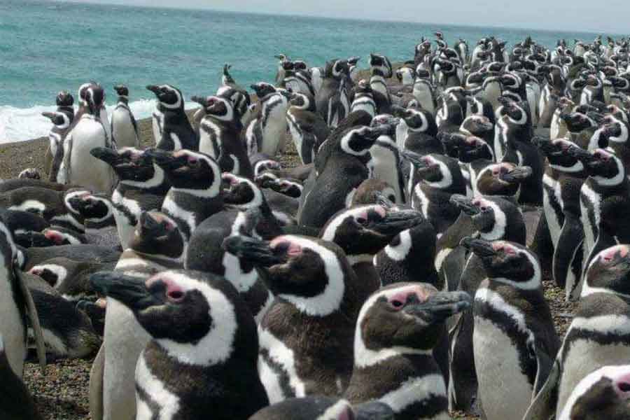 Penguin City