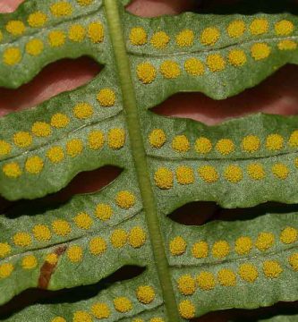La reproducción de las plantas inferiores