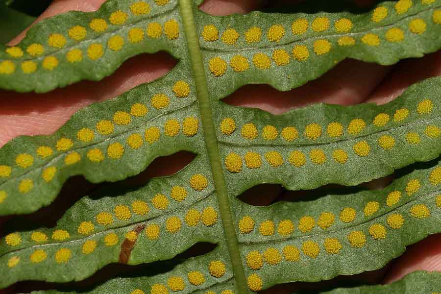 La reproducción de las plantas inferiores