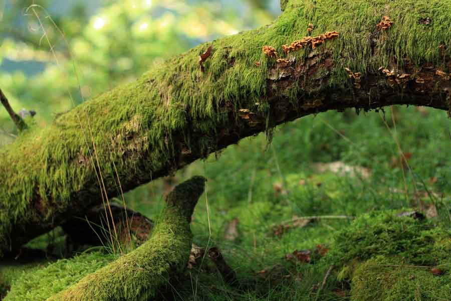 Plantas inferiores