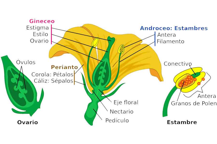 La flor y sus partes