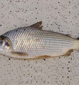 Sábalo