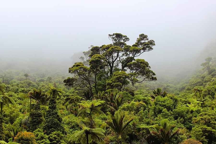 La selva tropical