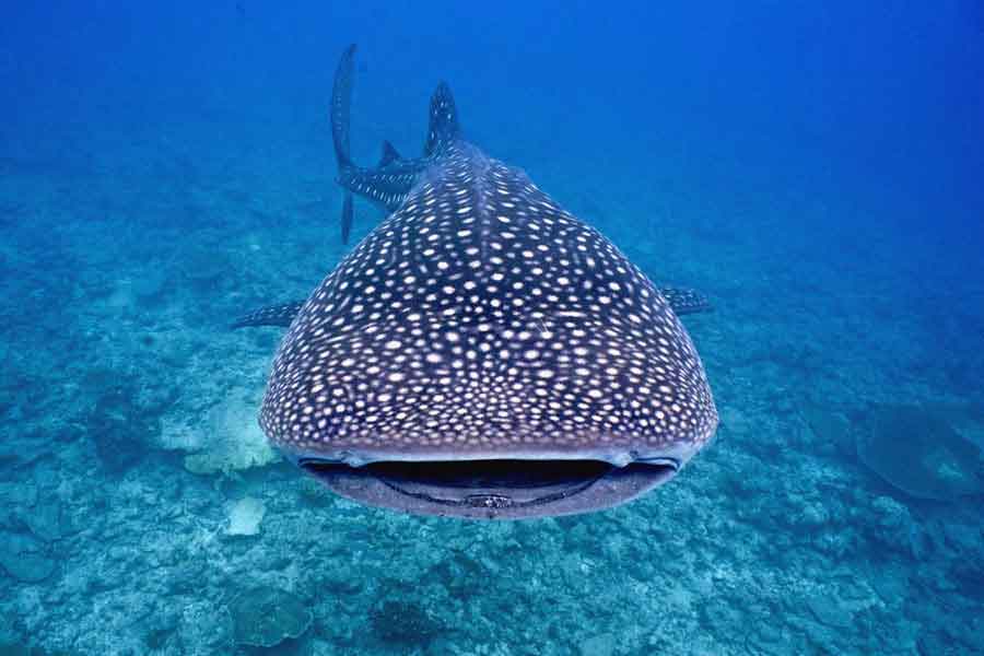 Tiburón ballena (Rhincodon typus)