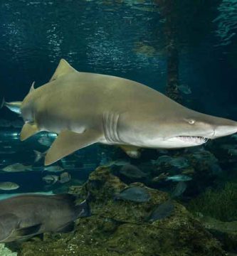 Tiburón toro
