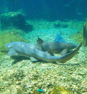Reproducción de los tiburones