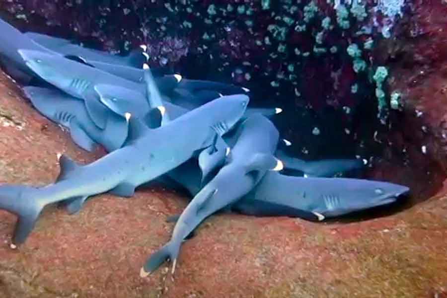 Tiburones durmientes