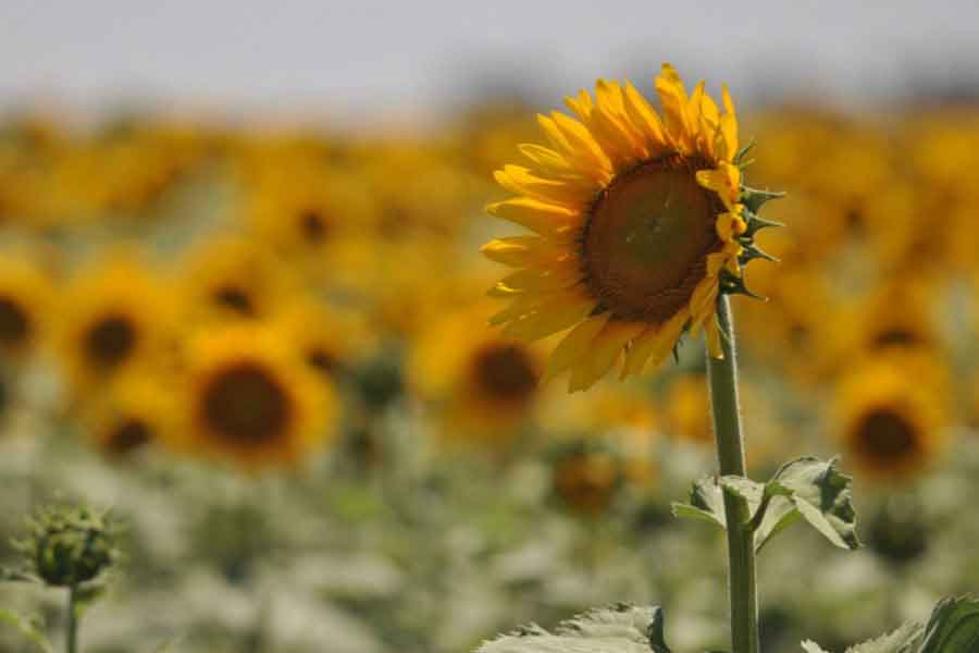 Girasoles