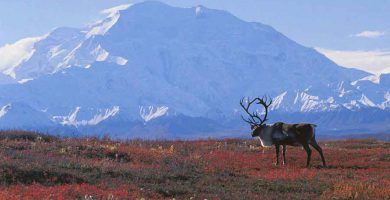 La tundra y la taiga