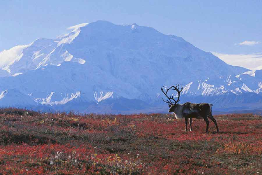 La tundra y la taiga