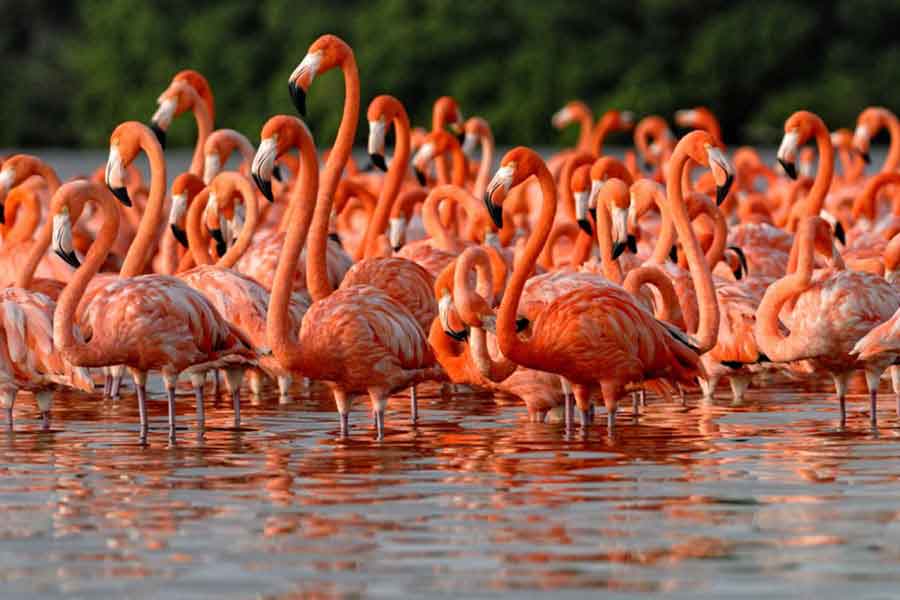 Flamencos