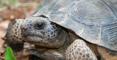 Tortuga común argentina