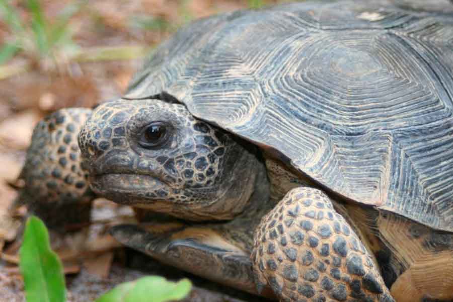 Tortuga común argentina