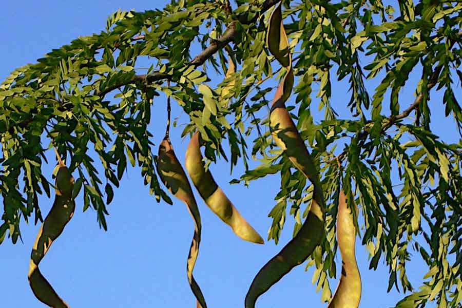 Acacia negra