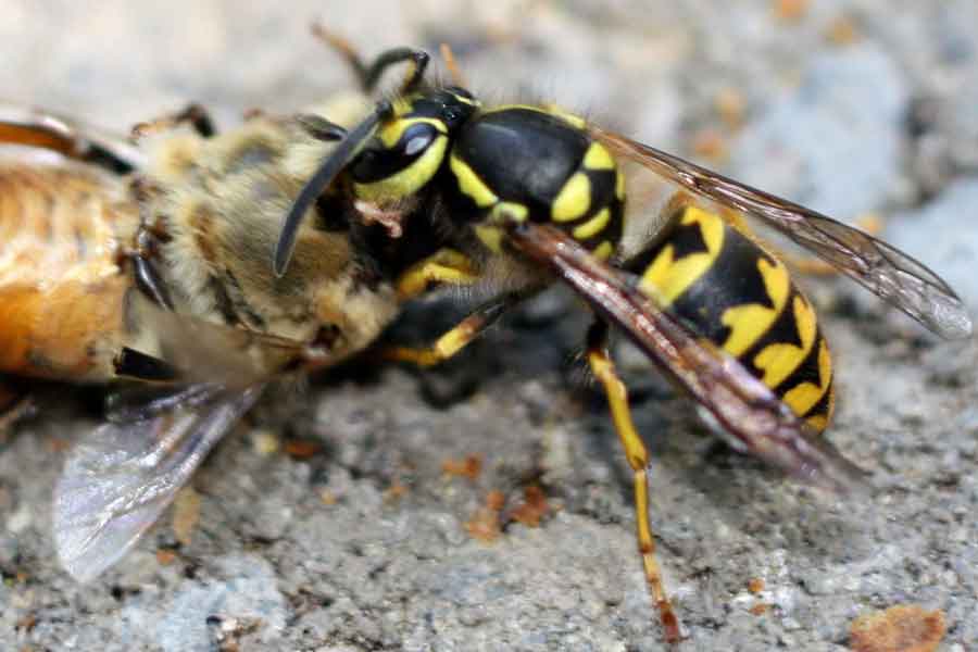 Avispa chaqueta amarilla