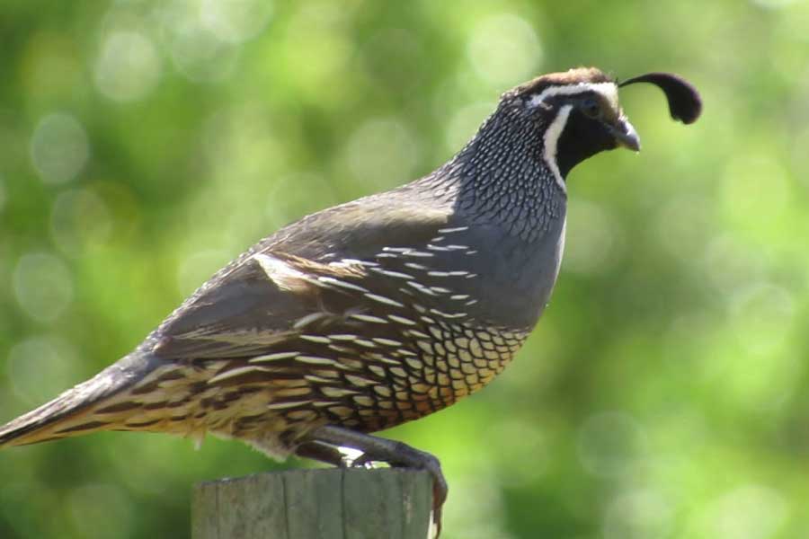 Codorniz (Colinus nigrogularis)