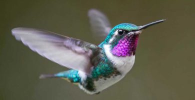 Colibrí (Amazilia yucatanenses)