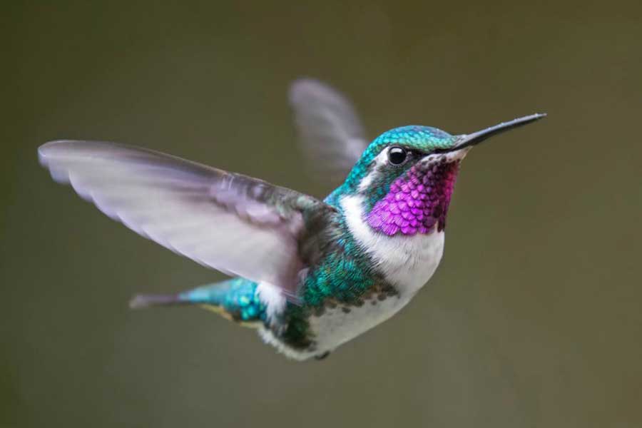 Colibrí (Amazilia yucatanenses)