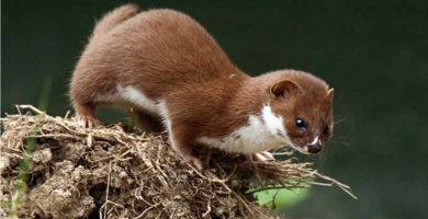 Comadreja (Mustela frenata)