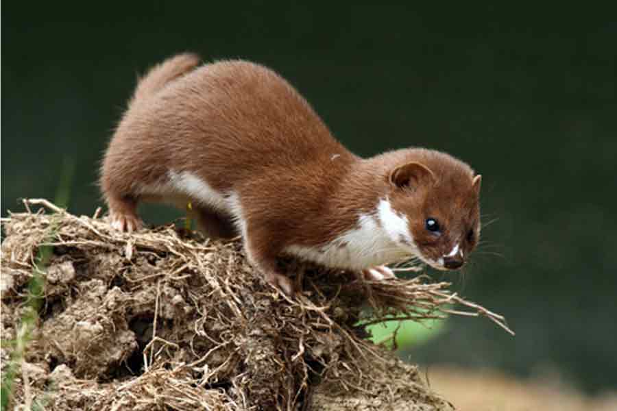 Comadreja (Mustela frenata)