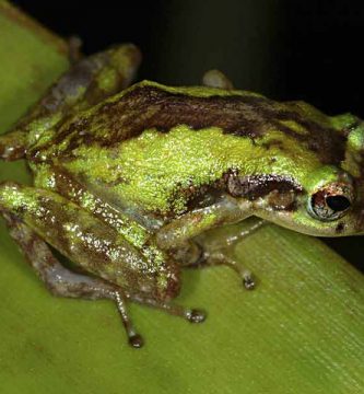 Coqui grillo (Eleutherodactylus gryllus)