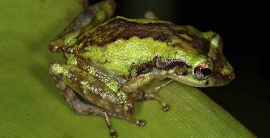 Coqui grillo (Eleutherodactylus gryllus)