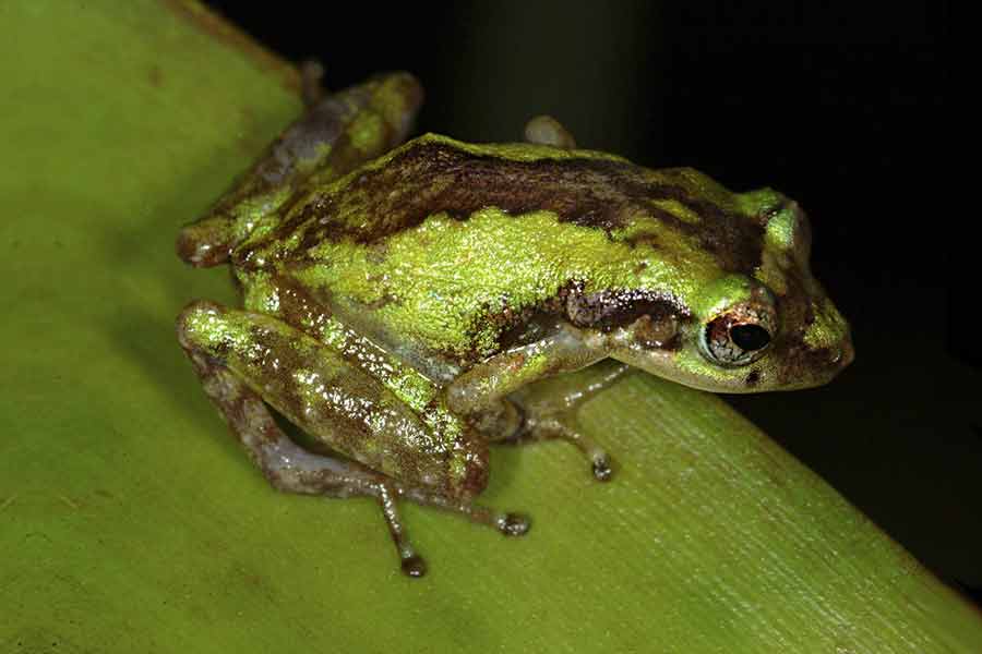 Coqui grillo (Eleutherodactylus gryllus)