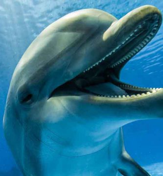 Delfín nariz de botella (Tursiops truncatus)