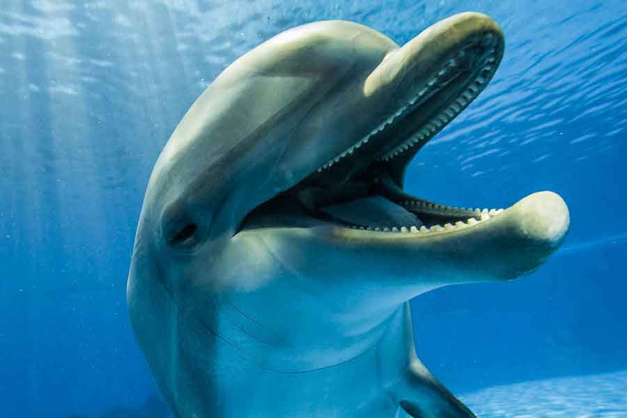 Delfín nariz de botella (Tursiops truncatus)
