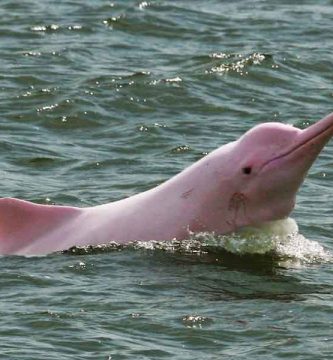 Delfín rosado (Inia geoffrensis)